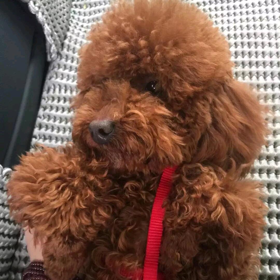 烨宝（三角洲行动）