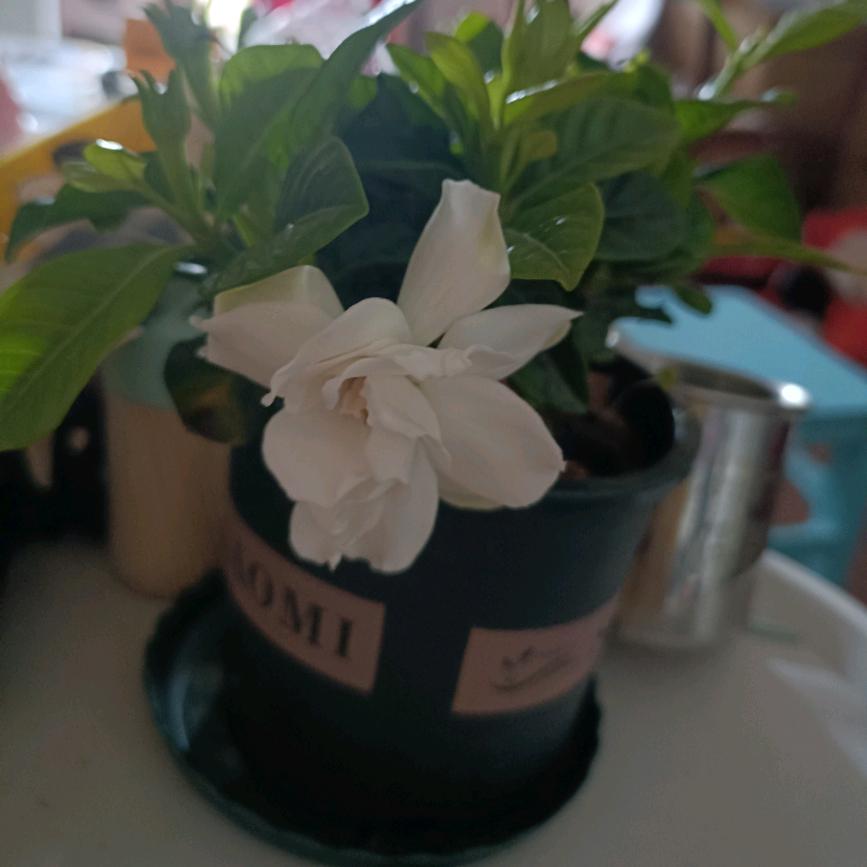 爱.留夏    梦.启航