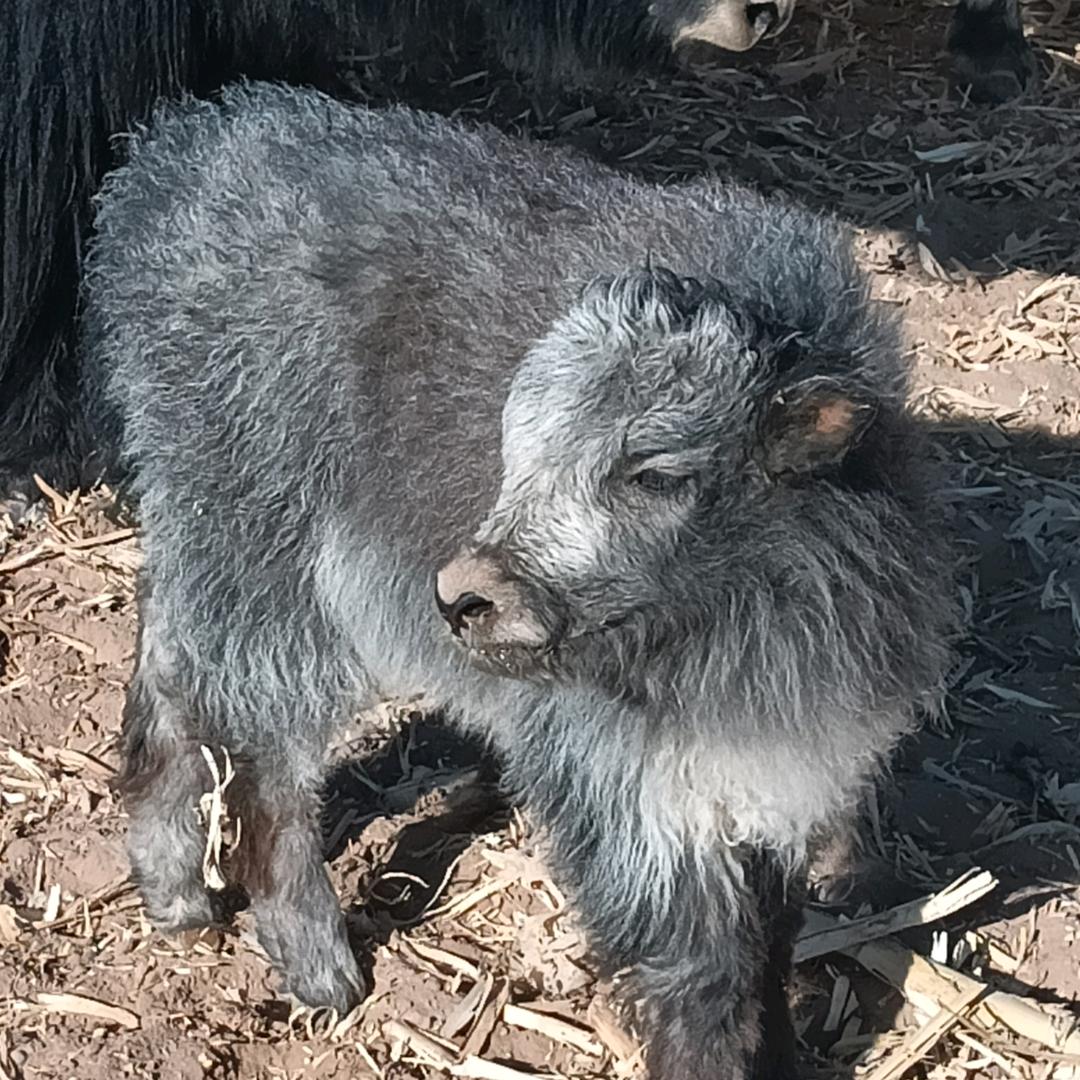 山楂树下的爱情