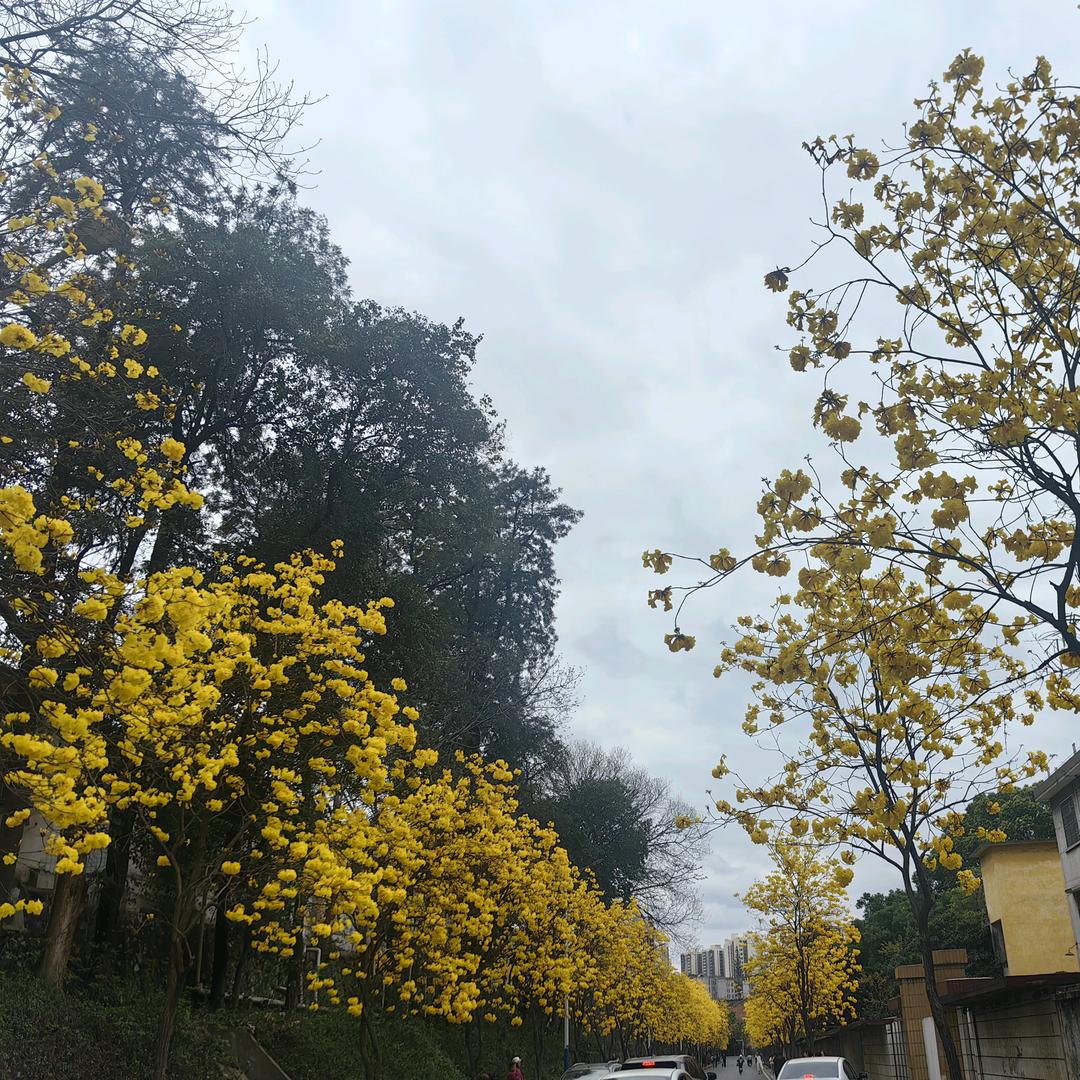 珊小琳