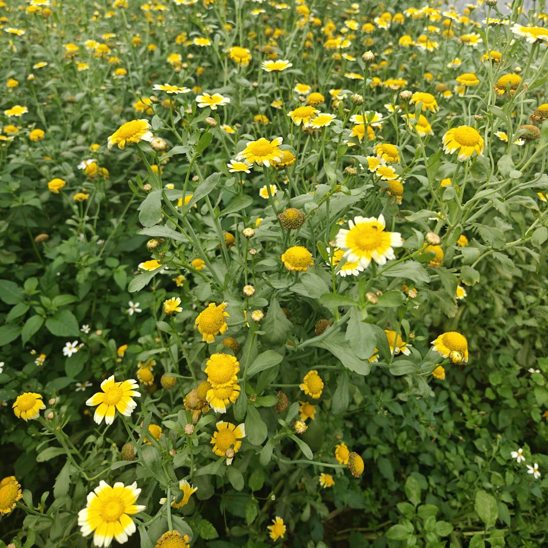 燕