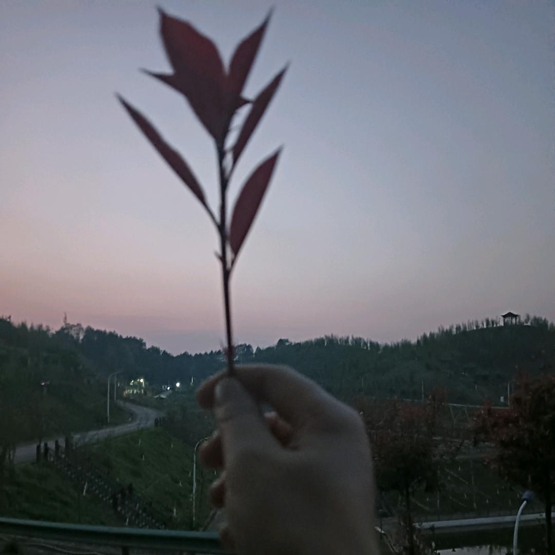 蜜蜂姐姐