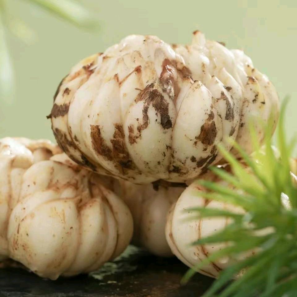 隆回逸轩龙牙百合