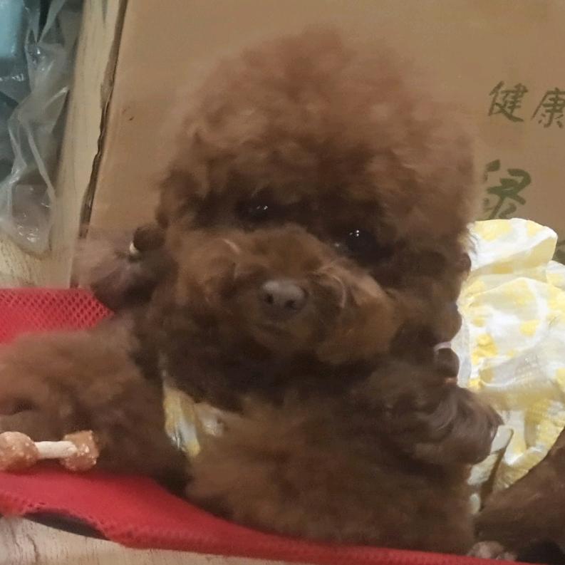 ✨家有三宝✨