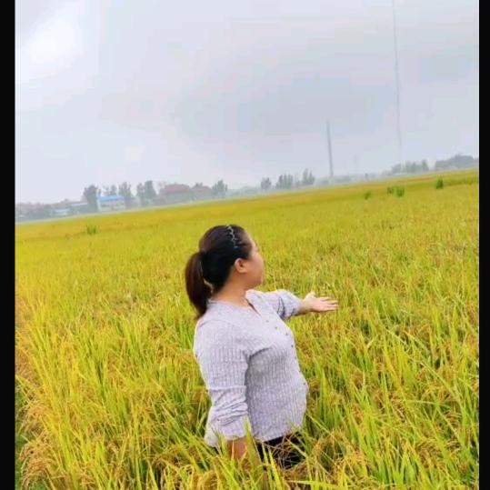 正宗原阳黄金晴大米