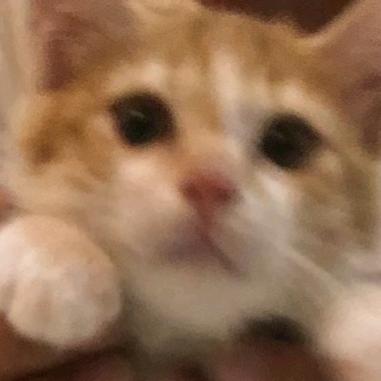 展示猪肝
