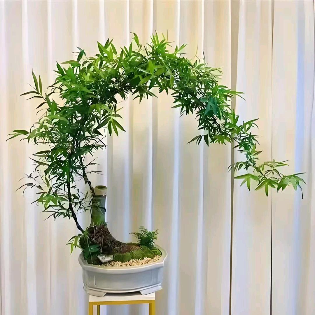 竹之韵优品绿植