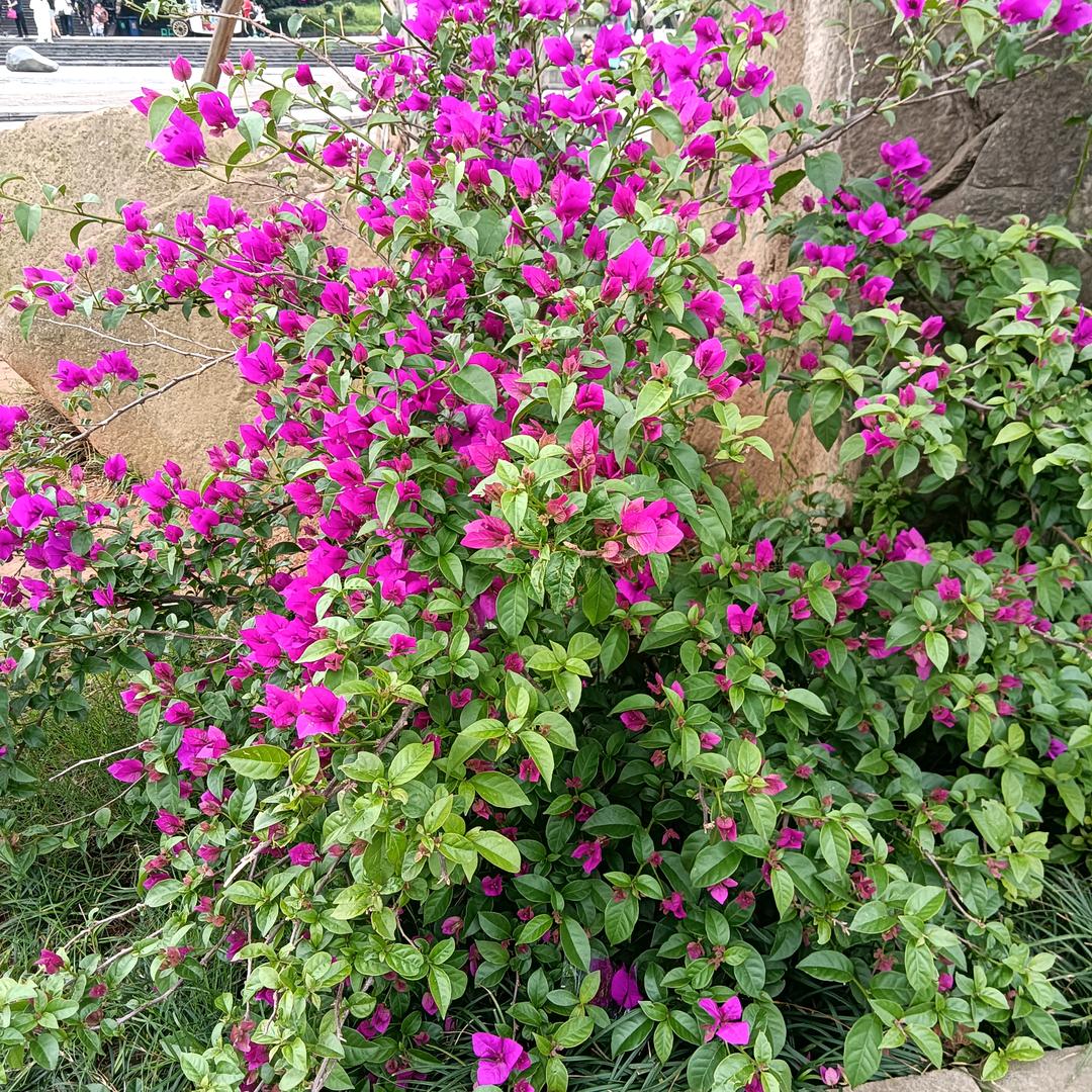 @愿你眼里有光🌺