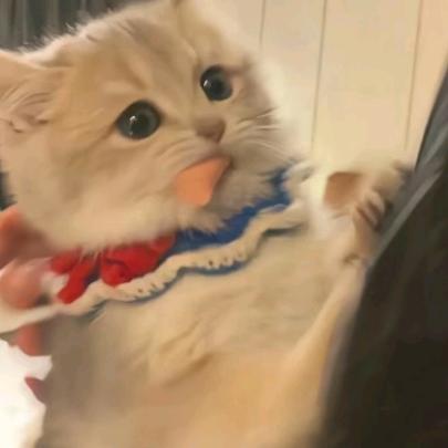 小嘿
