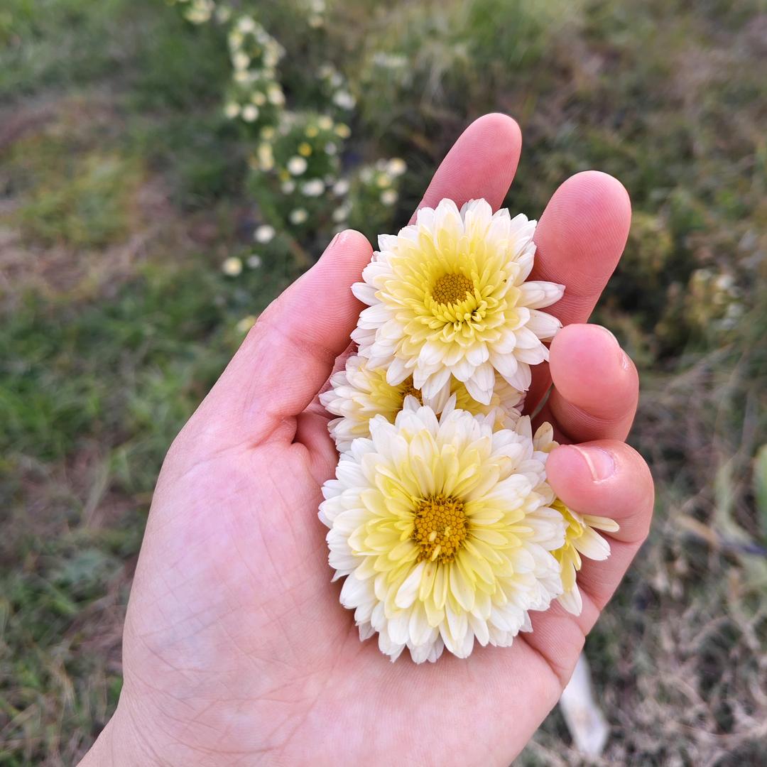 *⁂((✪⥎✪))⁂*互关筹粉