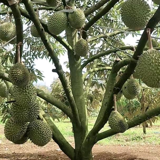 汇鑫长盛严选生鲜（有成）