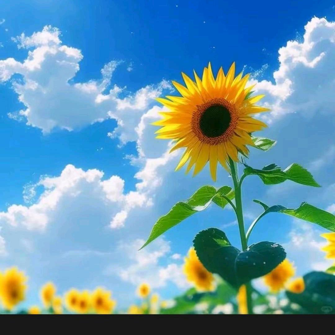 🌻向阳而生🌻