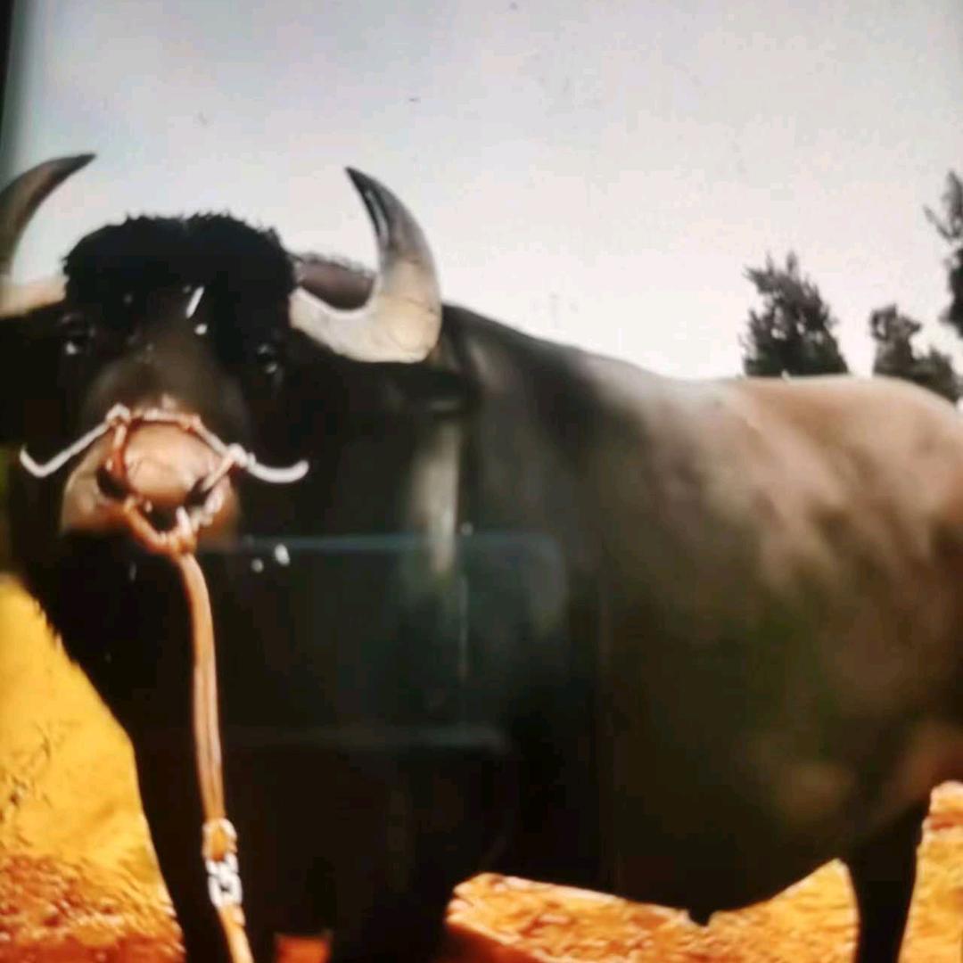 🅰🅰中国梦长期供应杀牛