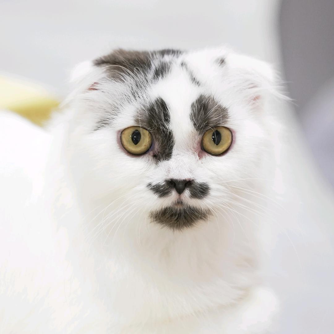 墨上猫如画