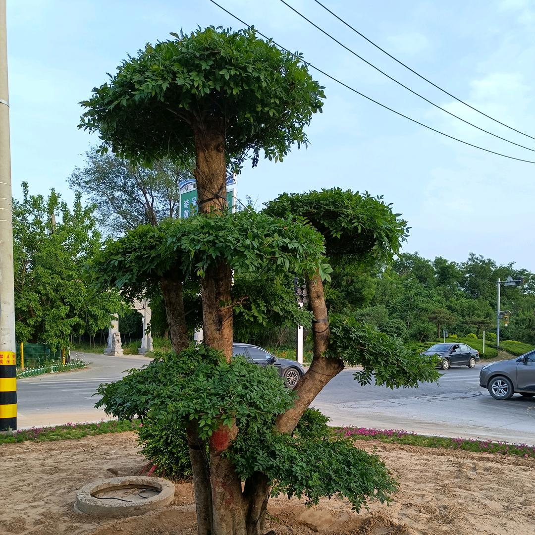 🌜万事如意🌛