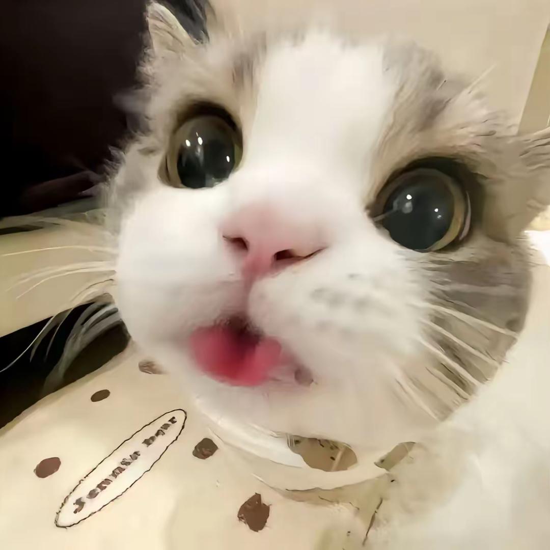 心碎小猫（冲破300粉版）