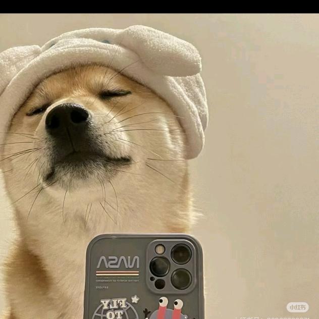 神秘的流浪狗🐶