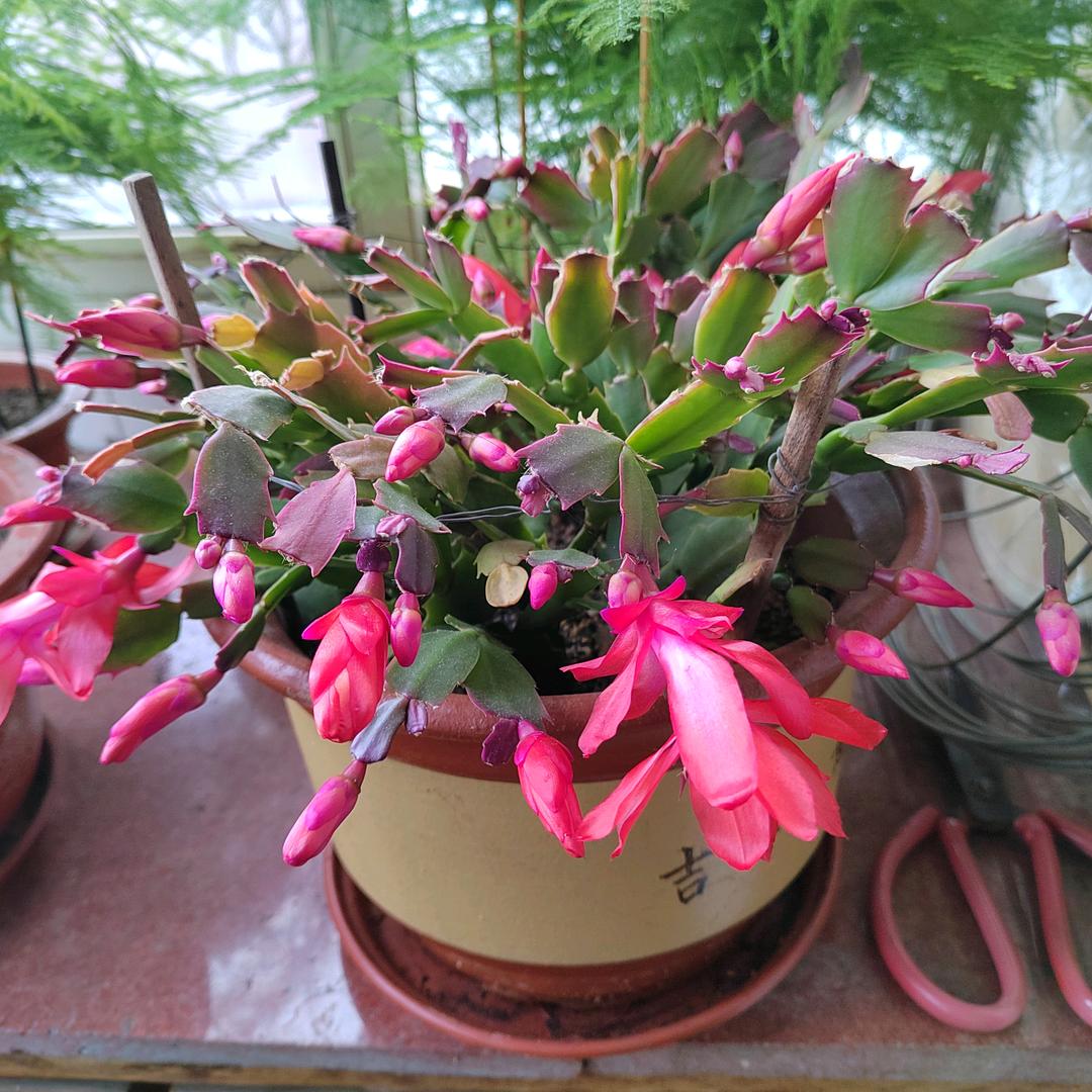 随意@