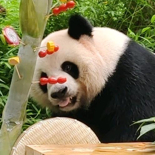 Eva_Feng🌈🐼🐼