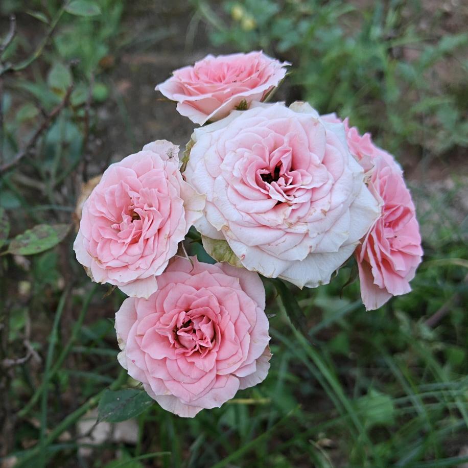 花花老师🌸（梅州升学）
