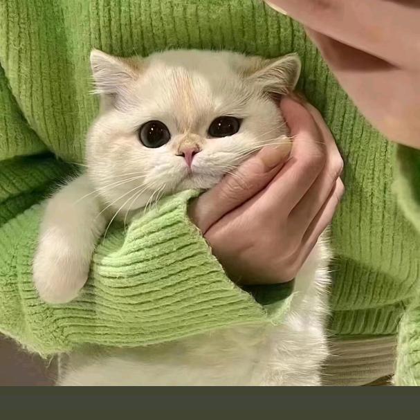 晓月儿
