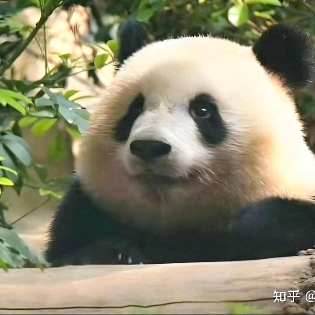 樊不烦