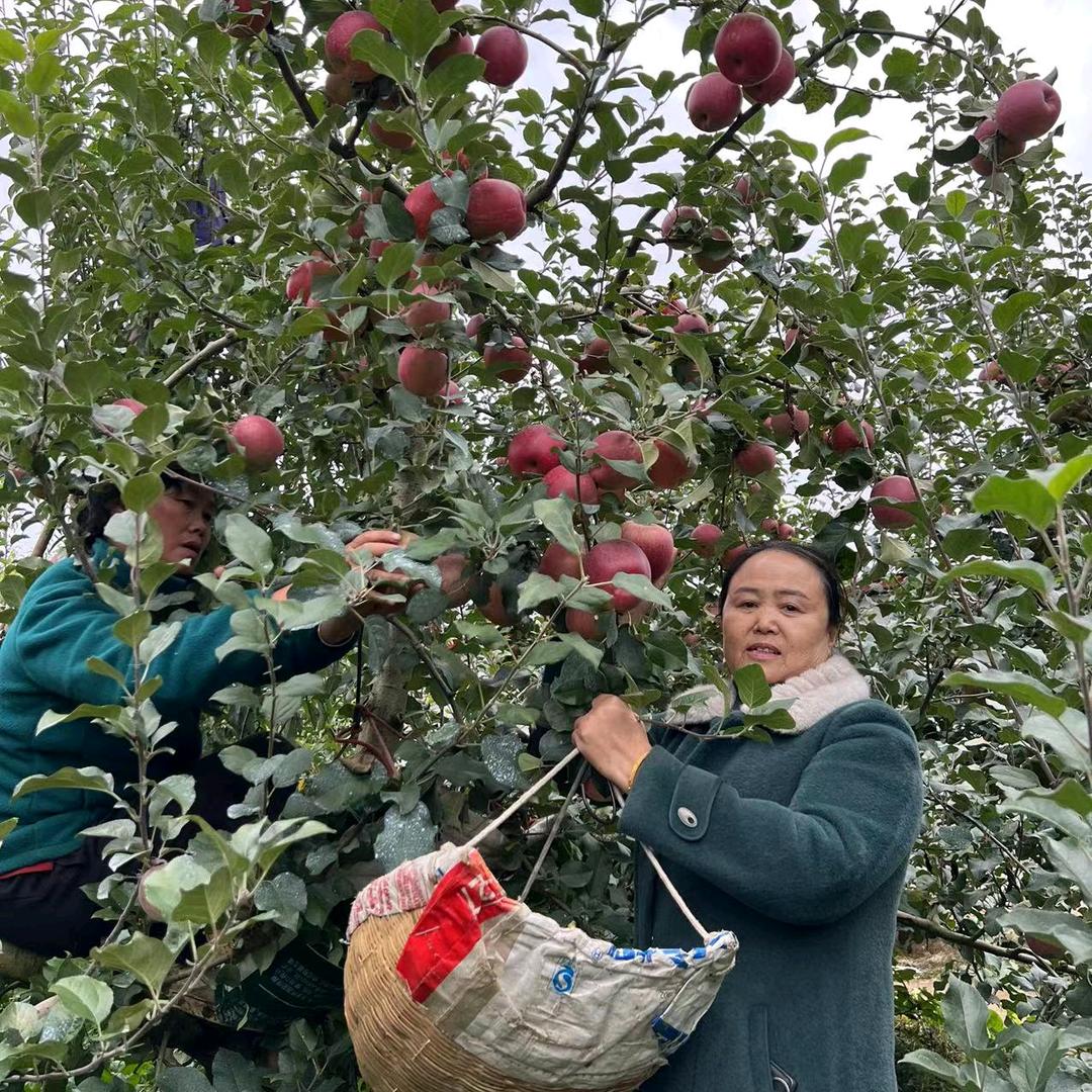 汉源县锦洪农资--梁锦芳