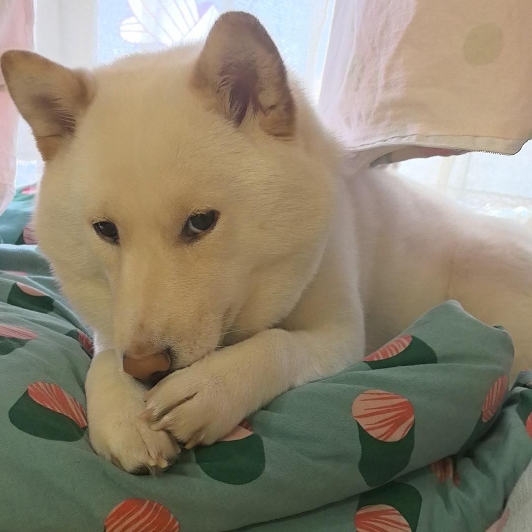 小晴晴
