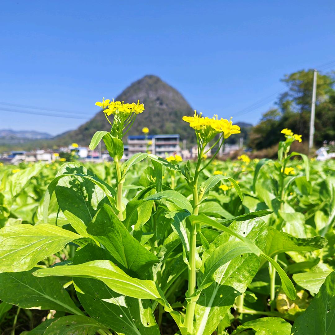 广西三农时令觅果蔬