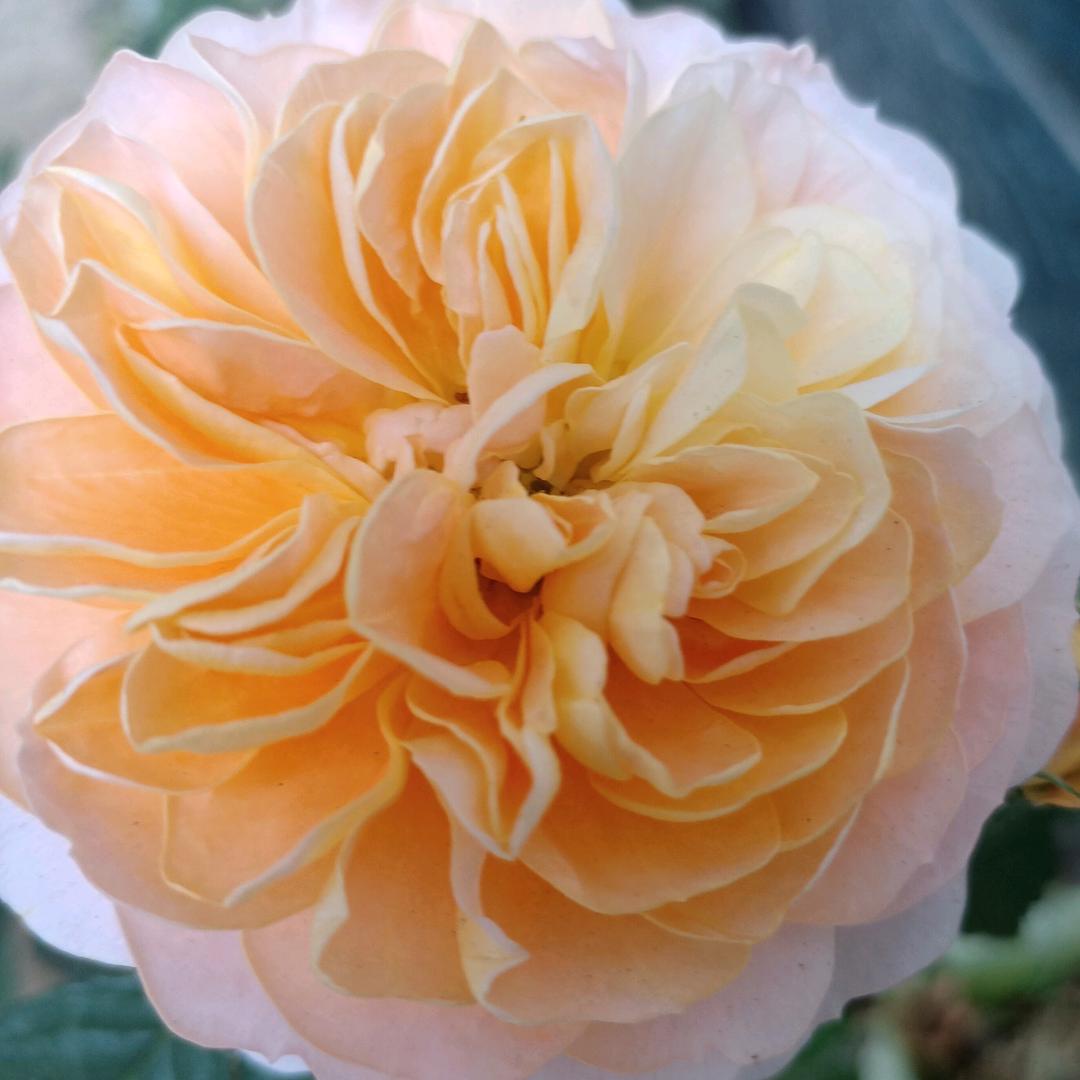 幸福！快乐！🧚‍♀️🧚‍♀️