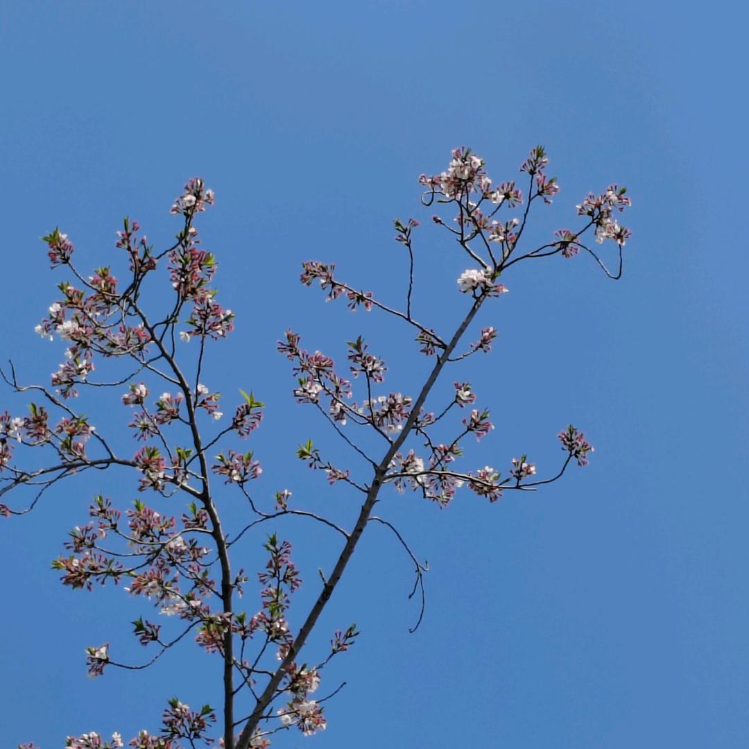 小辣椒