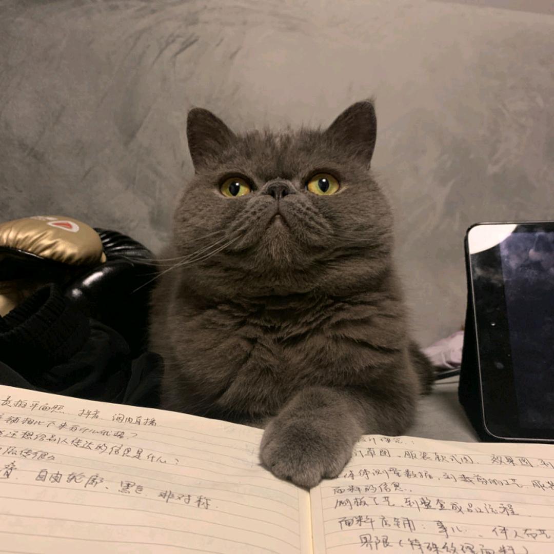 鑫鑫夏
