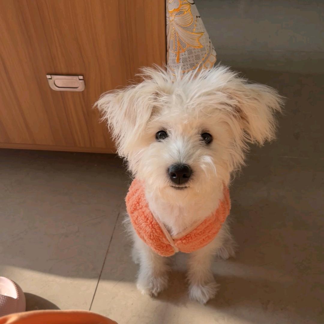 浪浪山的小金猪🐷