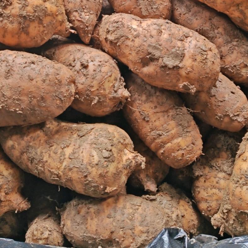 康县志勤种植农民专业合作社