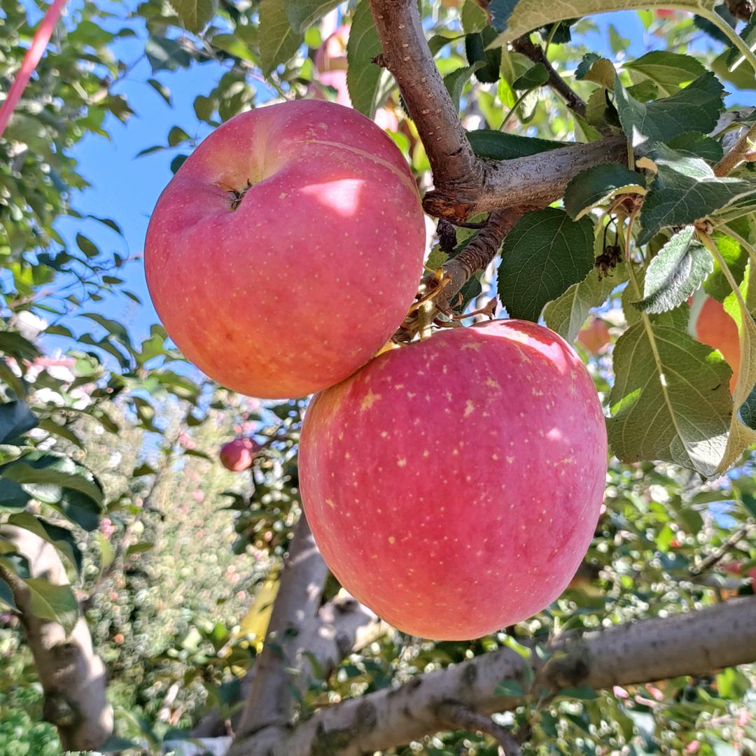 江小源的农家果园的头像