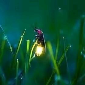 卖自由换柴米油盐