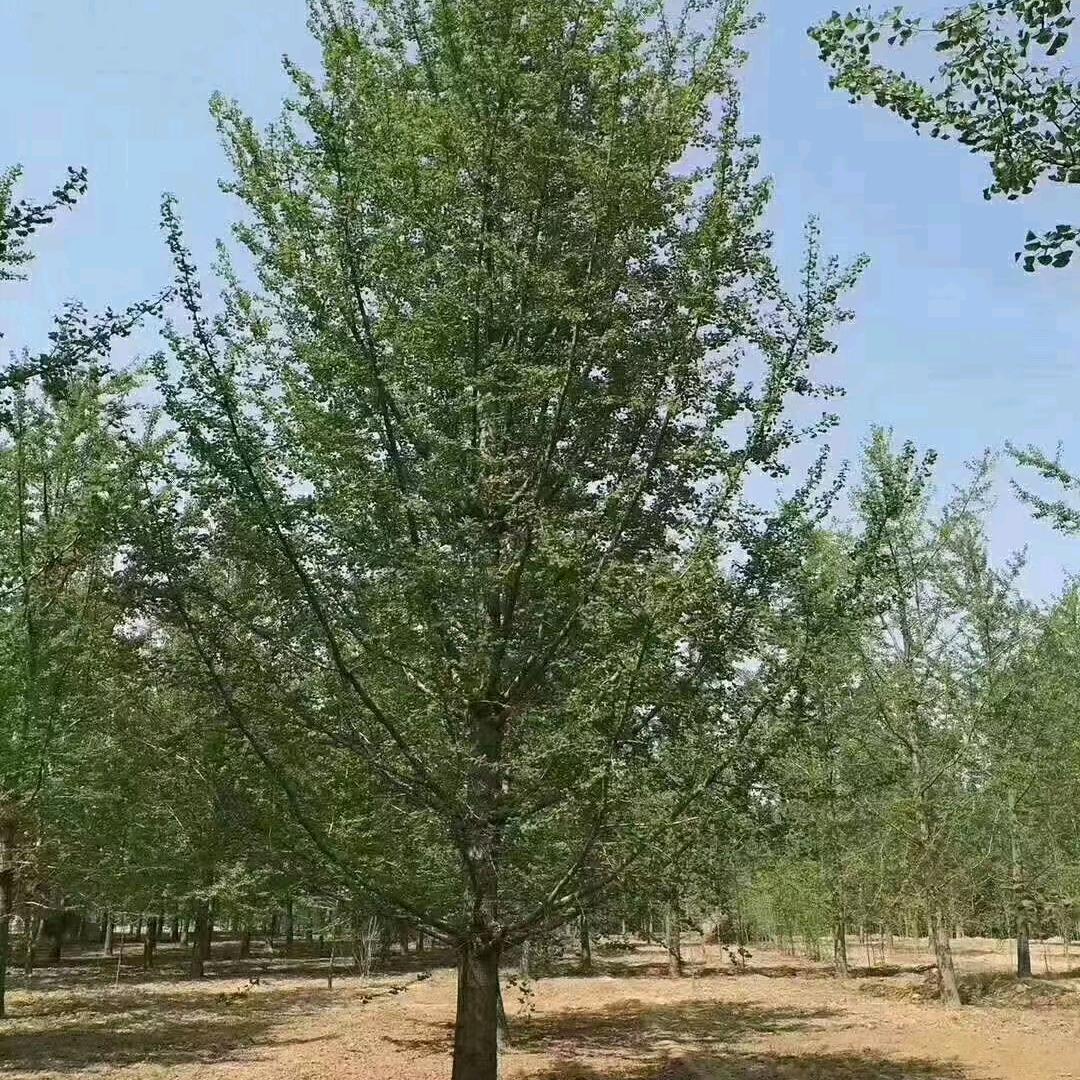 苏润园林