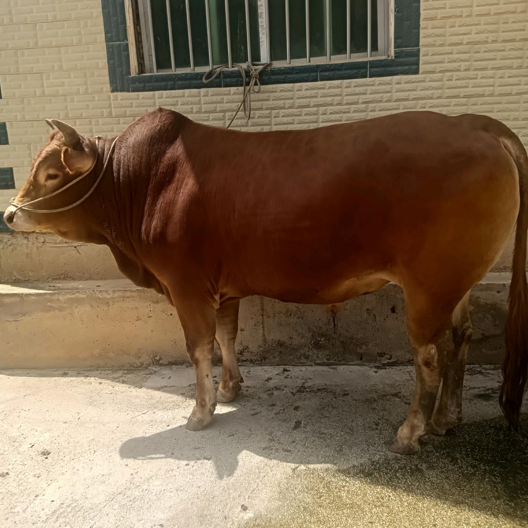 小邓