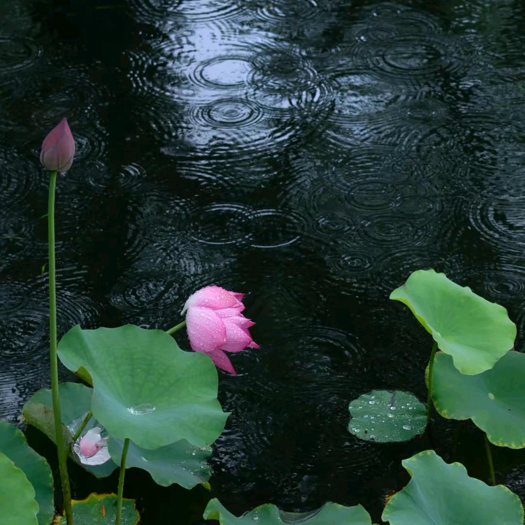 龙凤镶331314 💦