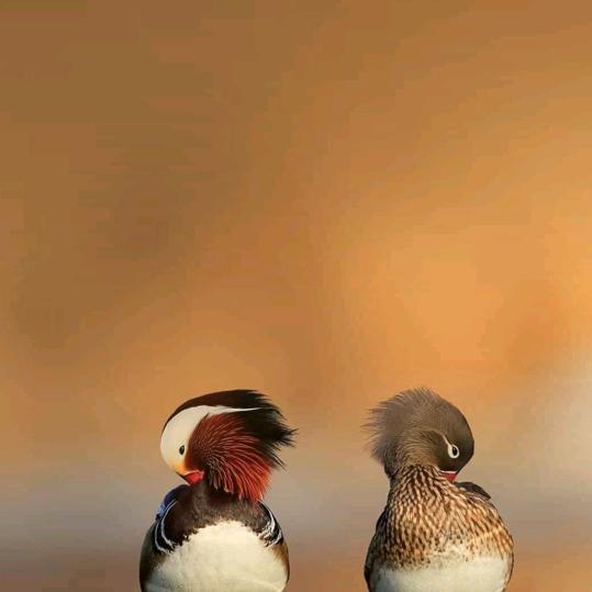 还想你在抱抱我