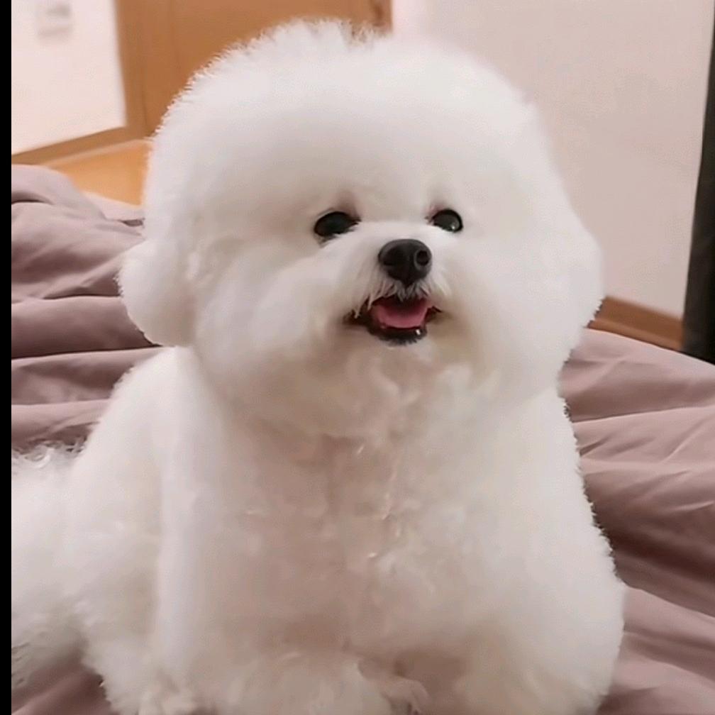 鹿言
