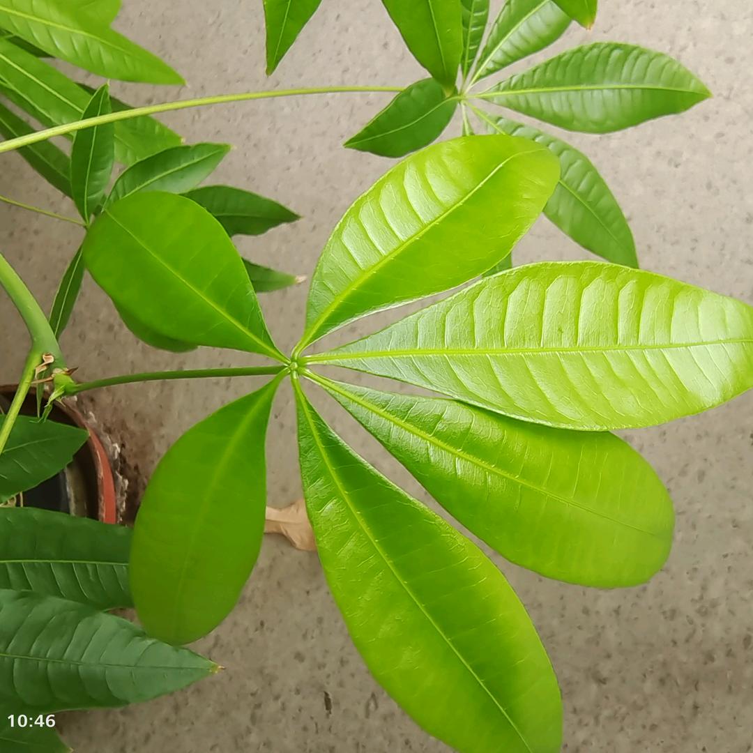 面面范（连赞请出局）