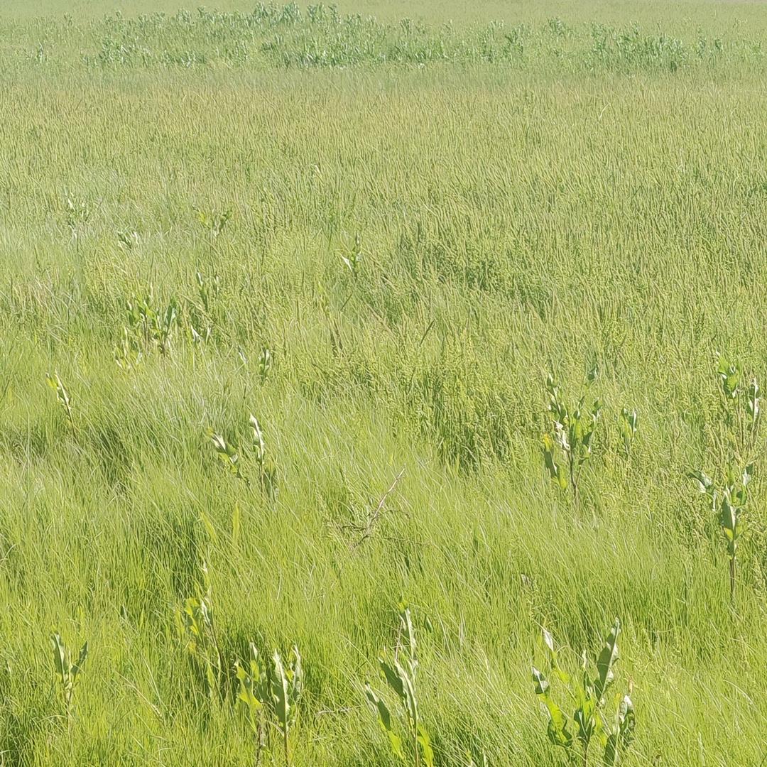 白菜书记 （乡村振兴行随手拍）