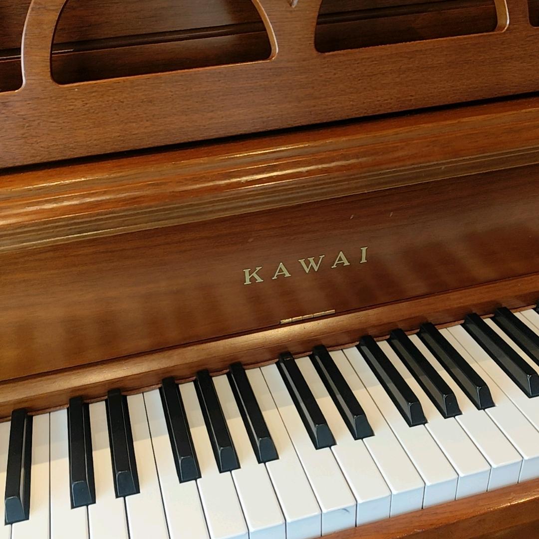 神犬小七第二季