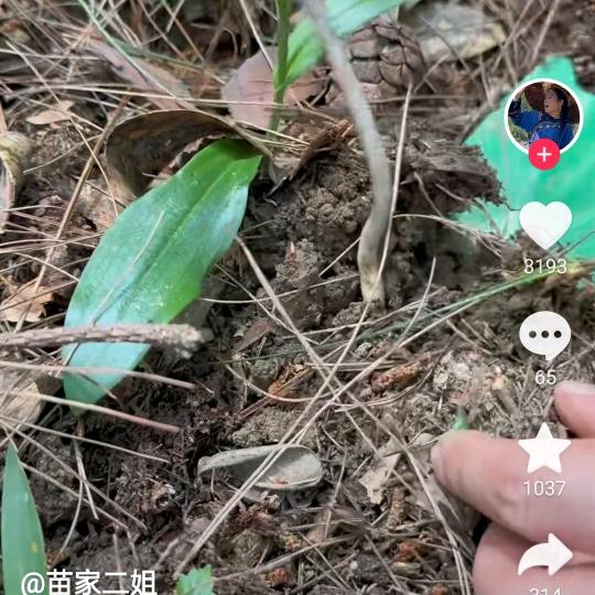 农村人(乡巴老袁)