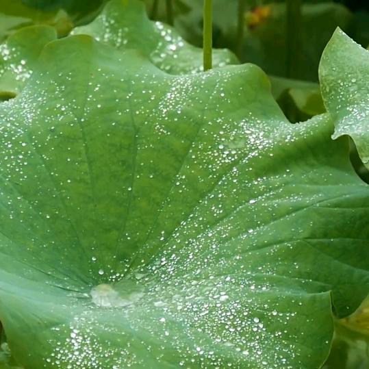 崇祥~道法自然~温之书法