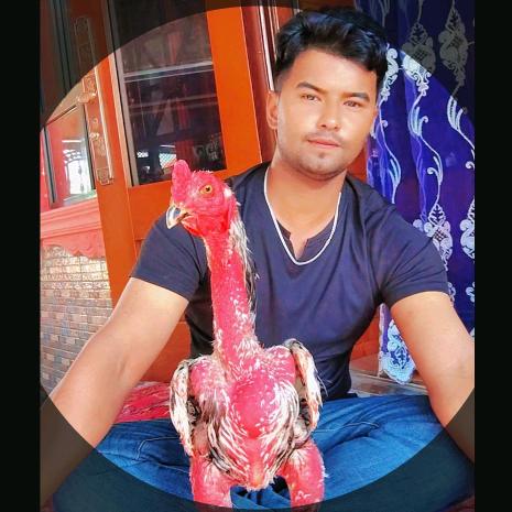 👽伊犁斗鸡伊哥👽