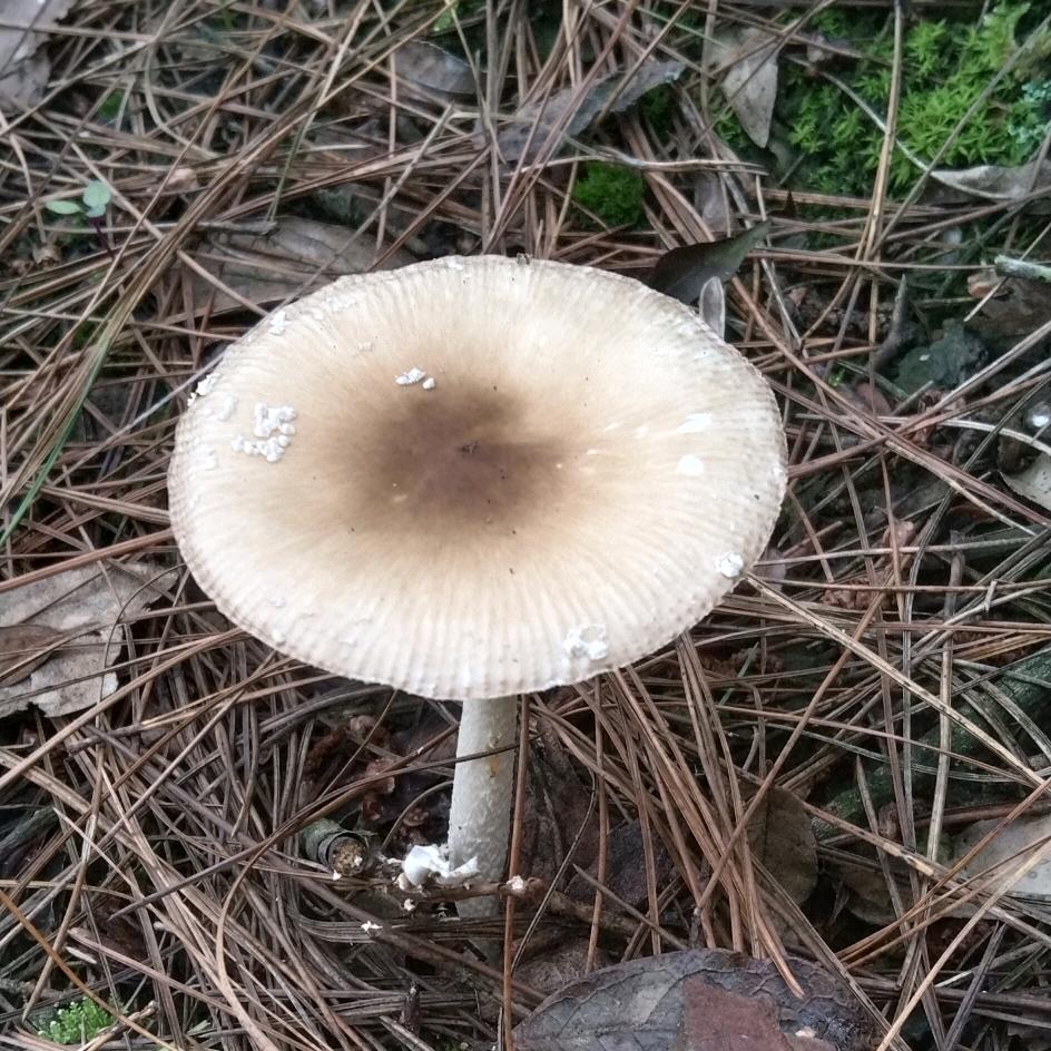 静