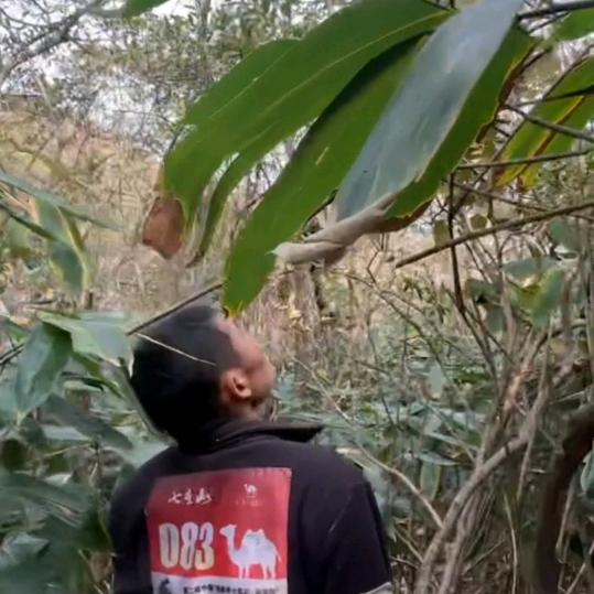 荒野刀疤哥（临时粉丝团）