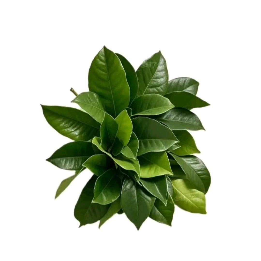 柚茉